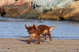 KING CHARLES SPANIEL 062